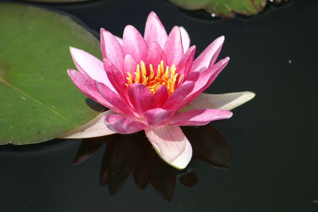 water lily  pond  blossom free photo