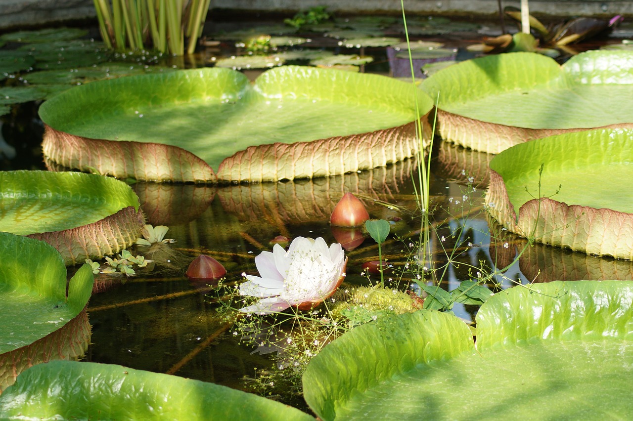 water lily  lotus  lotus blossom free photo