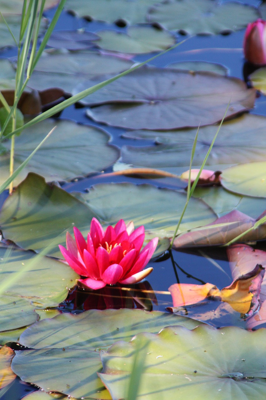 water lily  aquatic plant  nature free photo