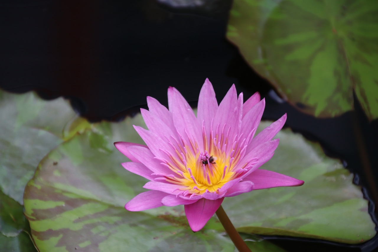 water lily  blossom  bloom free photo