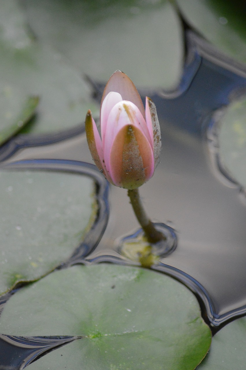 water lily  water  flower free photo