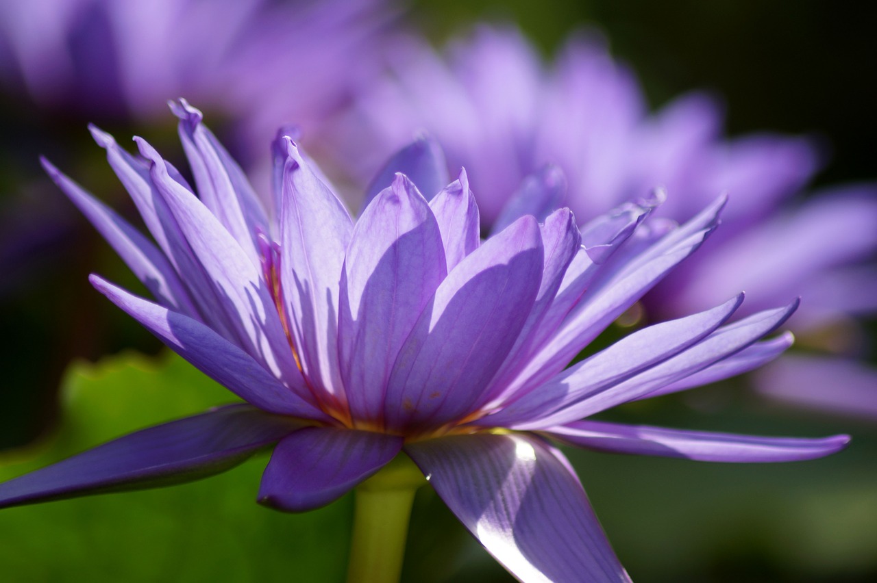 water lily  lotus blossom  lotus free photo