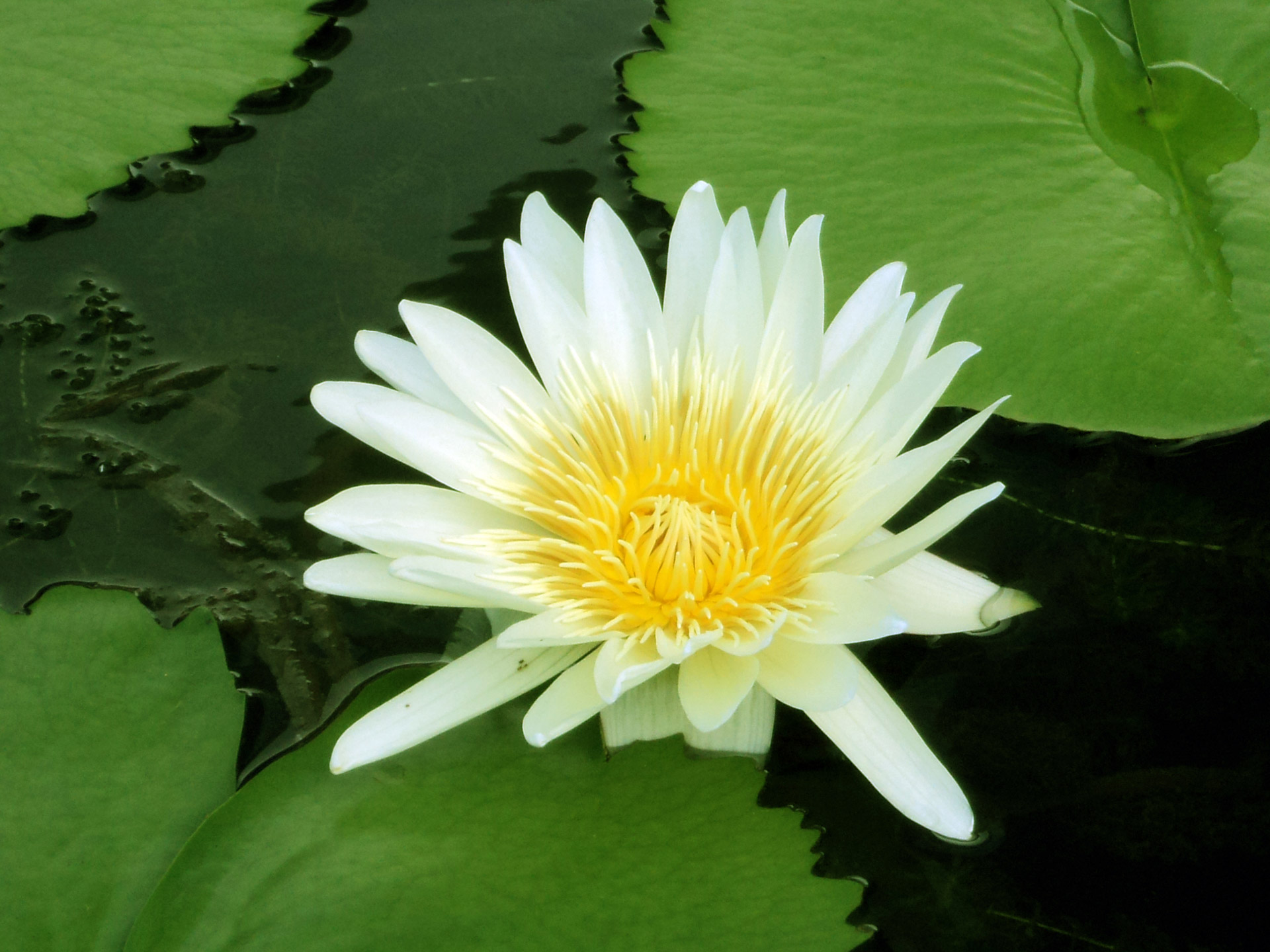 water lily yellow lily water free photo