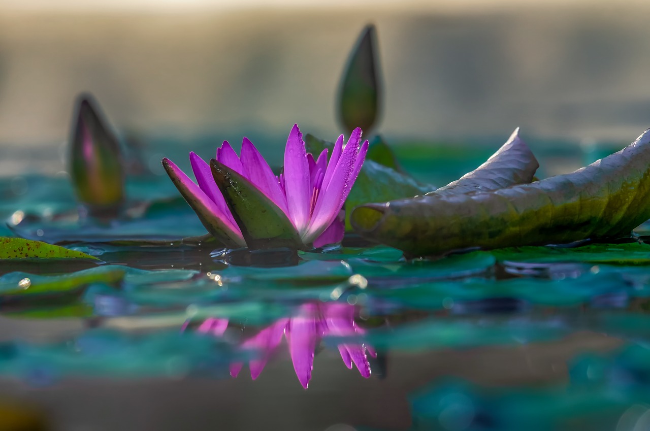 water lily  aquatic plant  flower free photo