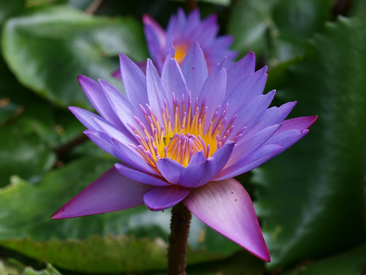 water lily  garden  nature free photo