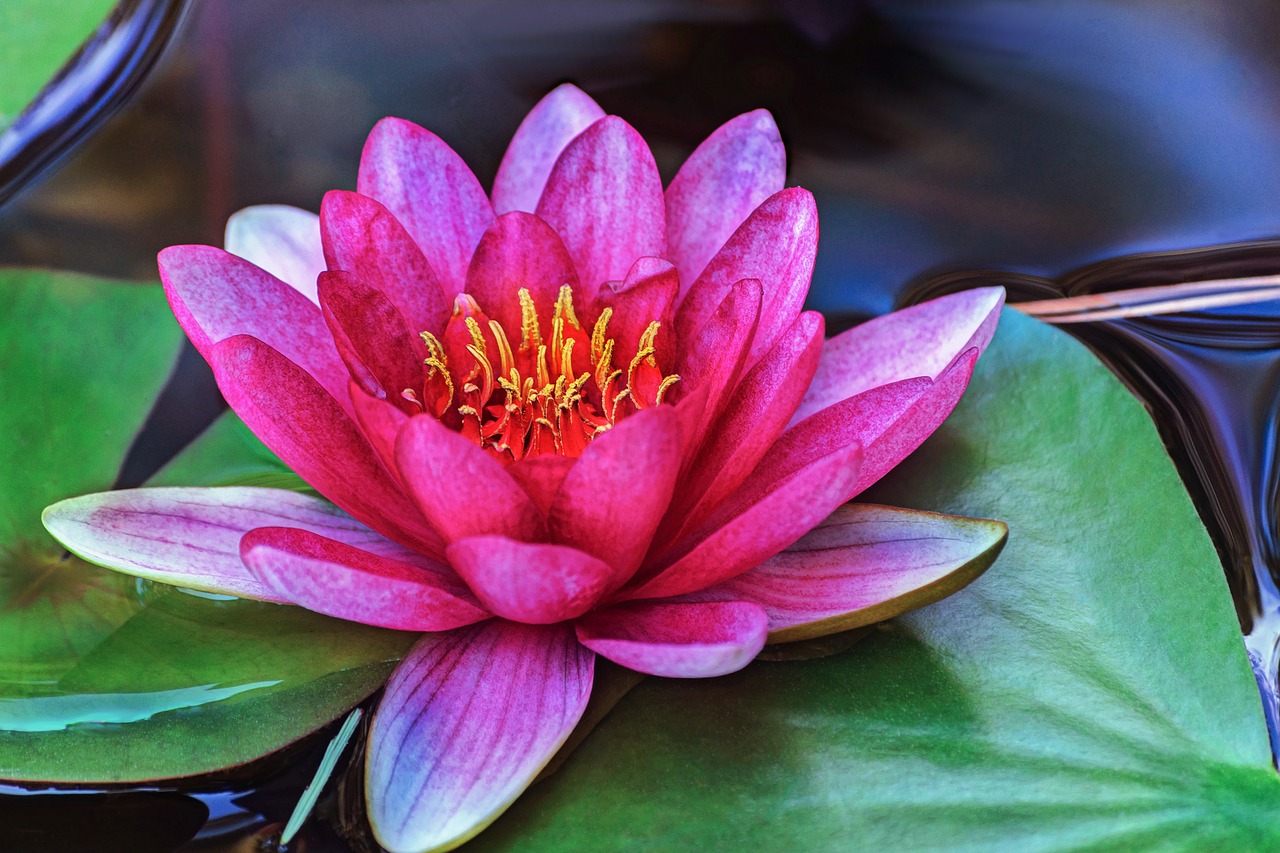 water lily  flower  park free photo