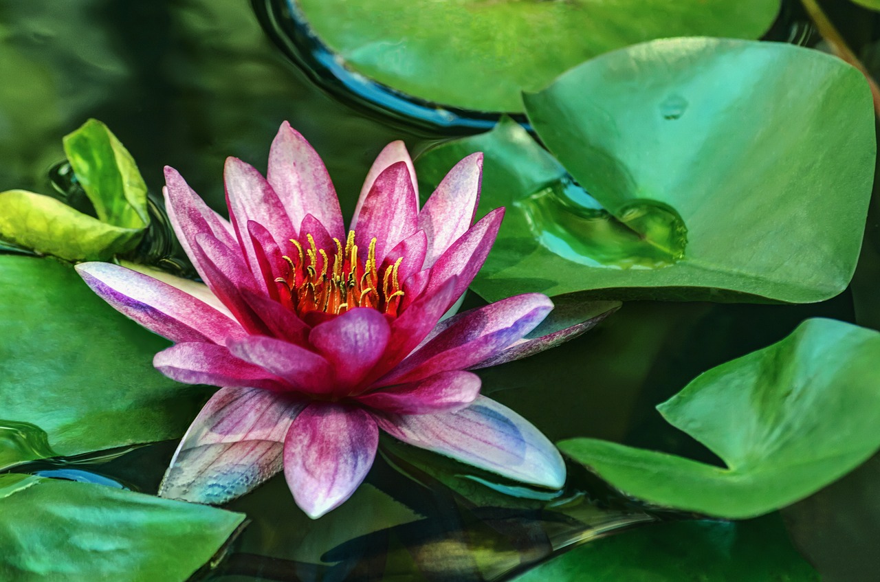 water lily  flower  park free photo