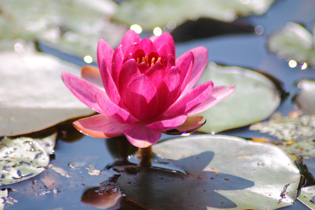 water lily plant pink free photo