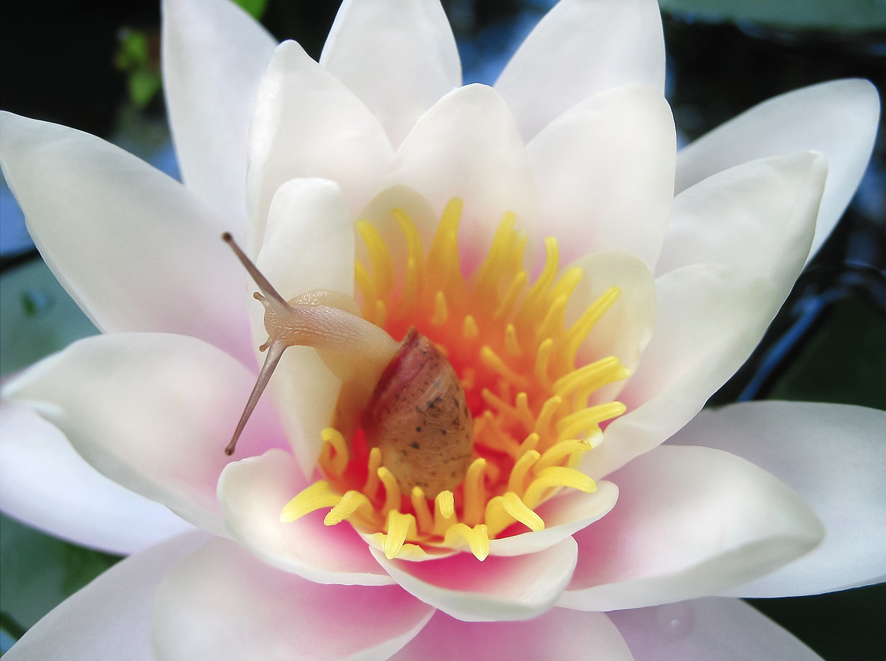 water lily  nymphaea  flower free photo