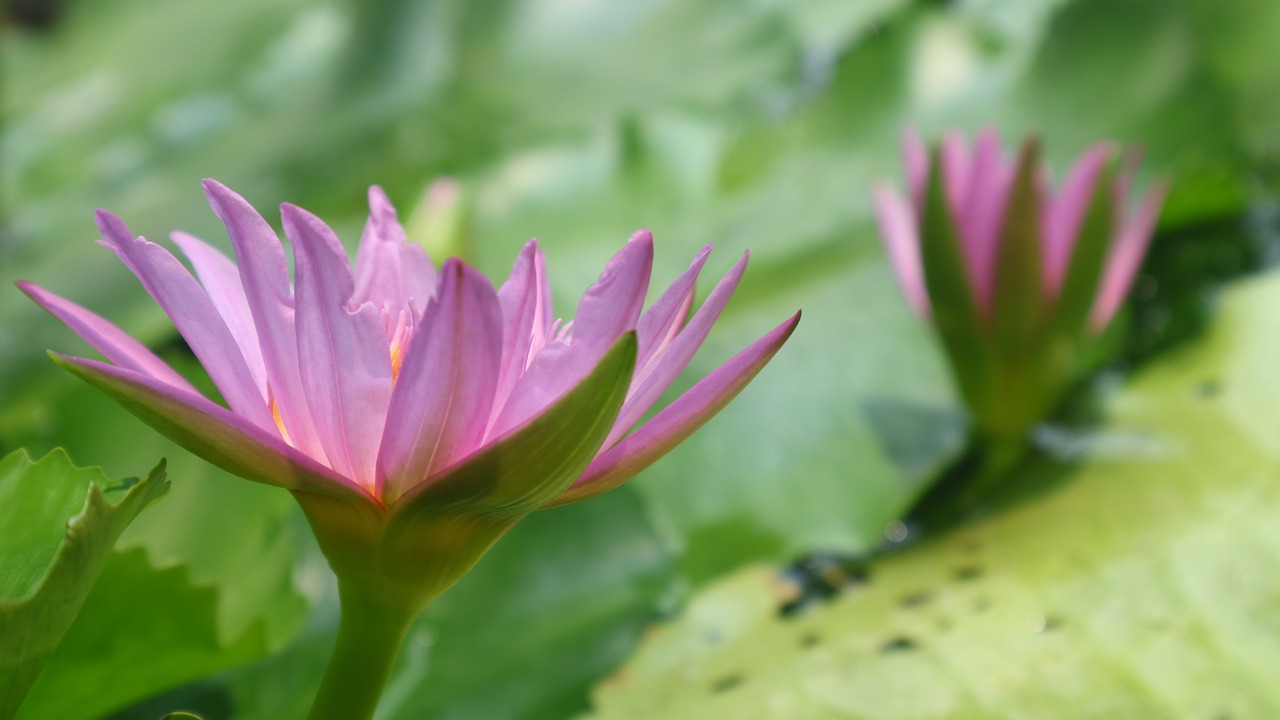 water lily  lotus  green free photo