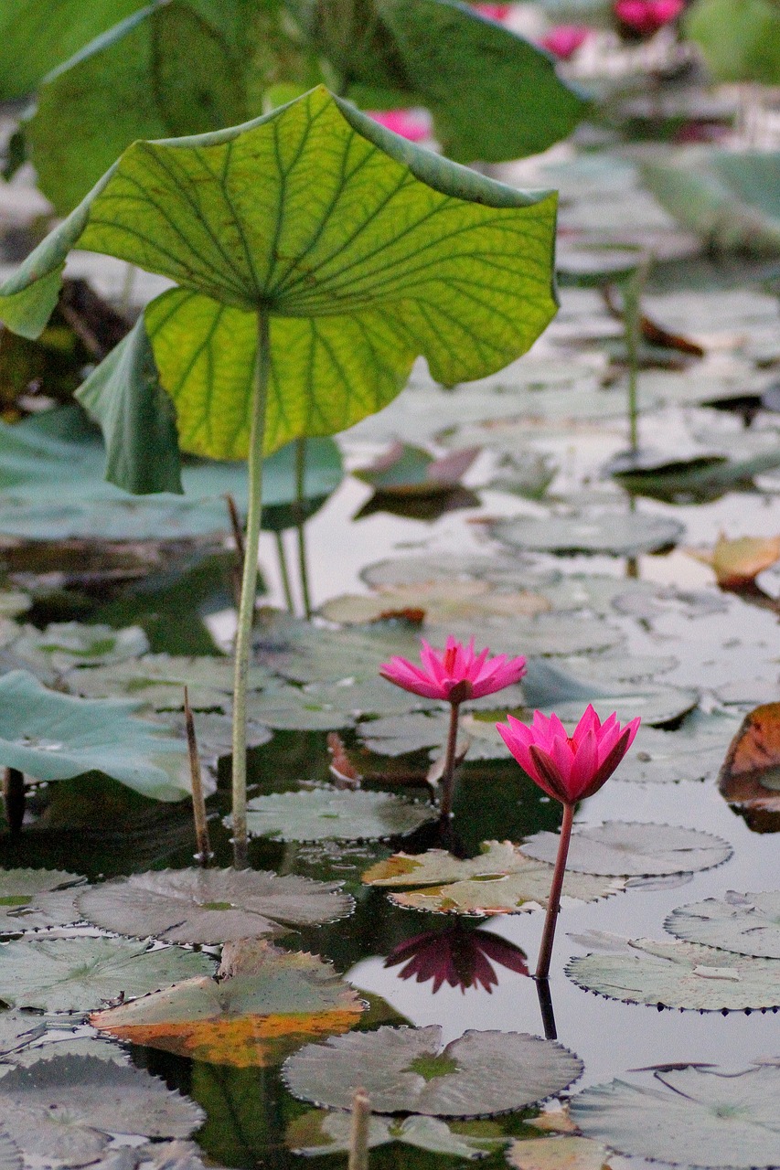 water lily  lily pond  pond free photo