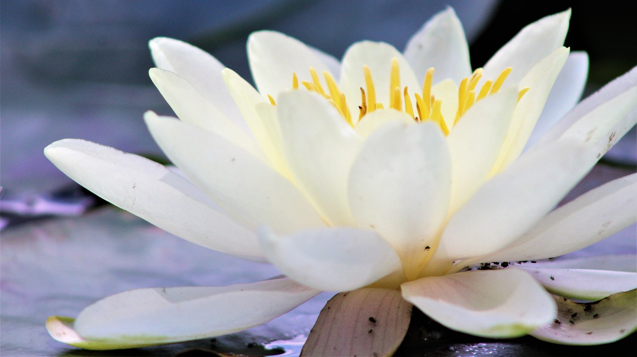 water lily  flower  nature lily free photo