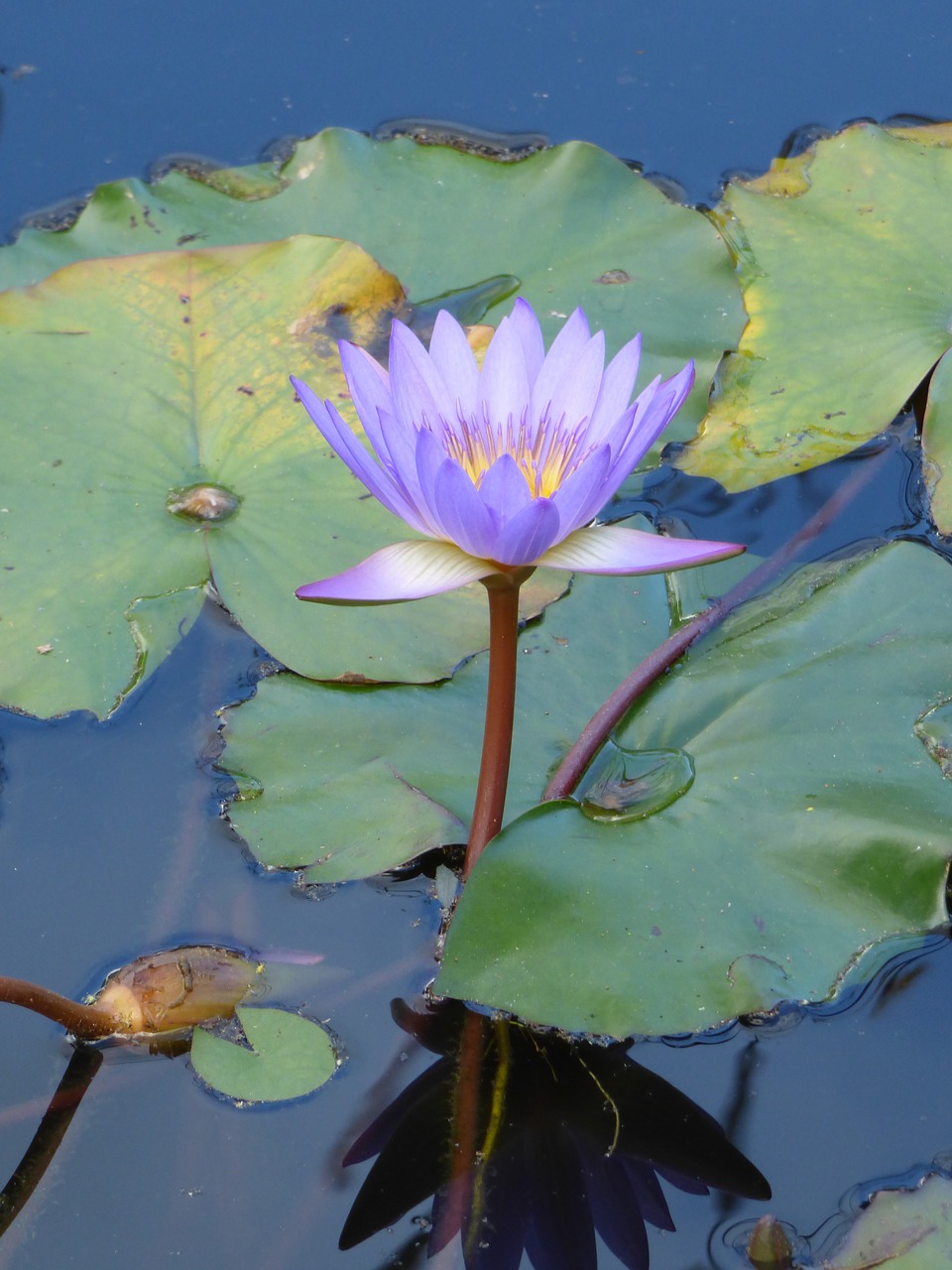 water lily  pond  purple flower free photo