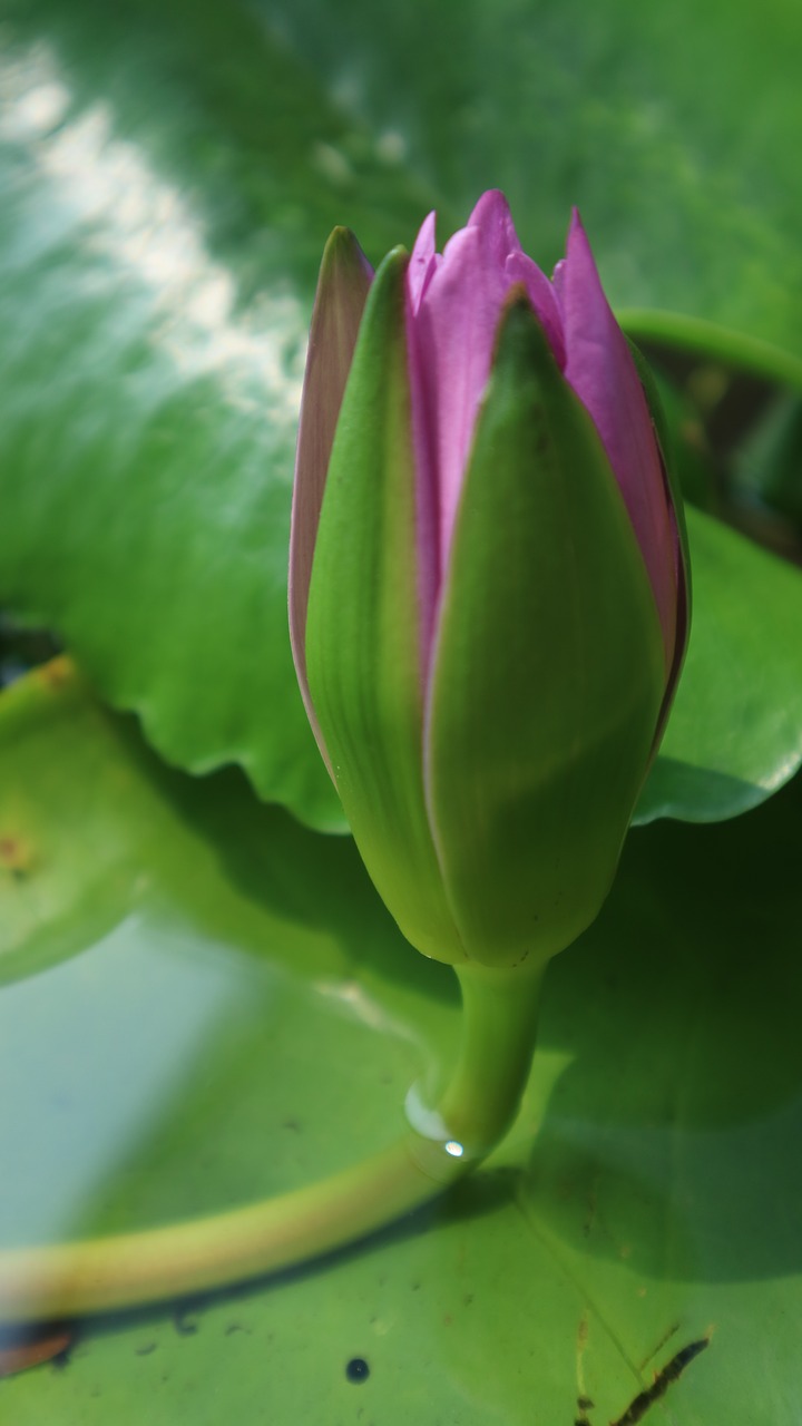 water lily  pink  bloom free photo