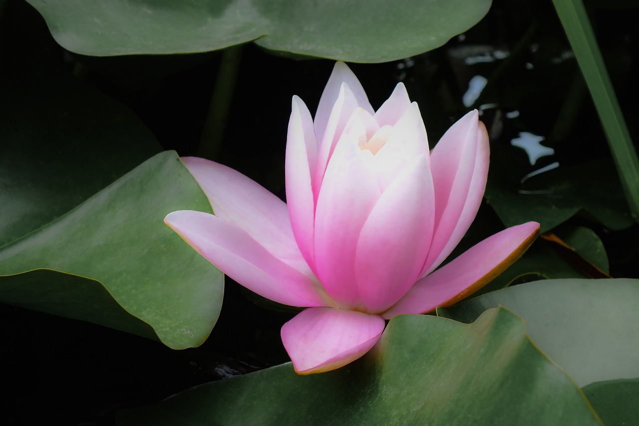 water lily  pink  flower free photo
