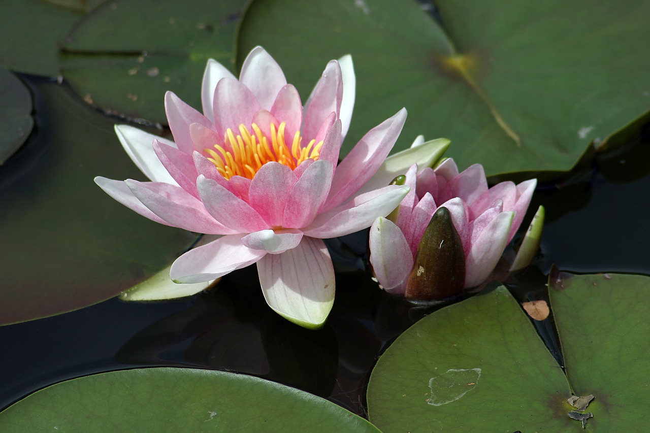 water lily  pond  water free photo