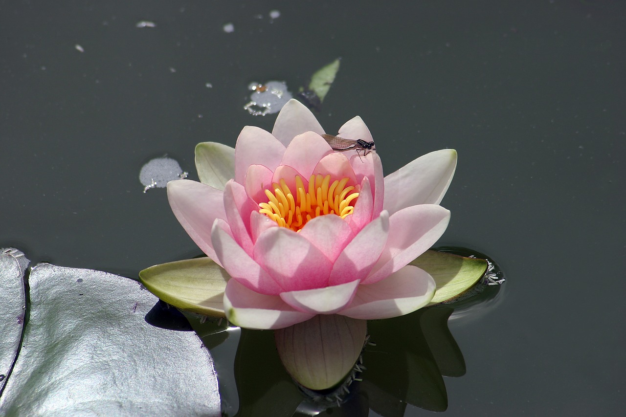 water lily  pond  water free photo