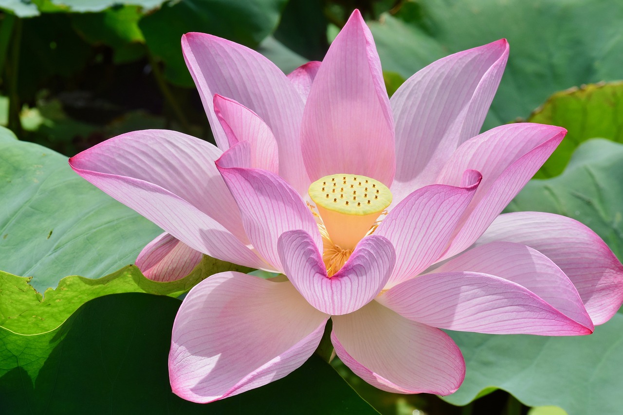 water lily  gardens  pink free photo