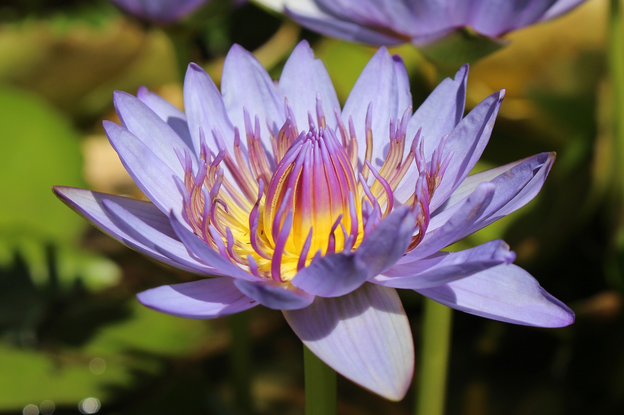 water lily  tropical  nymphaea free photo