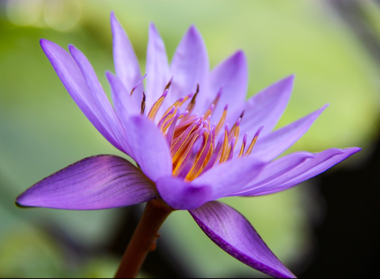 water lily  flower  nature free photo