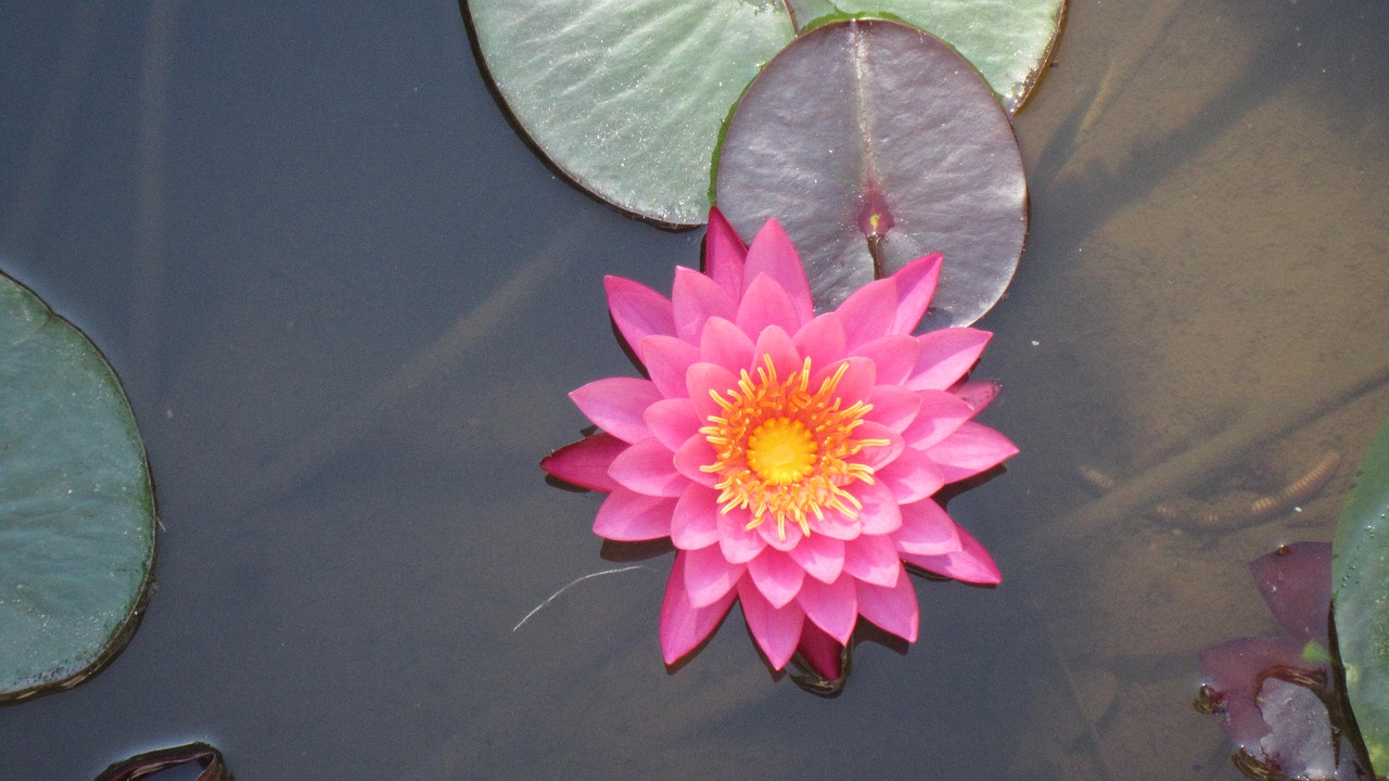 water lily  lotus  pond free photo