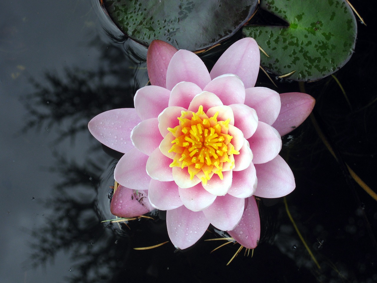 water lily nuphar lutea flower free photo