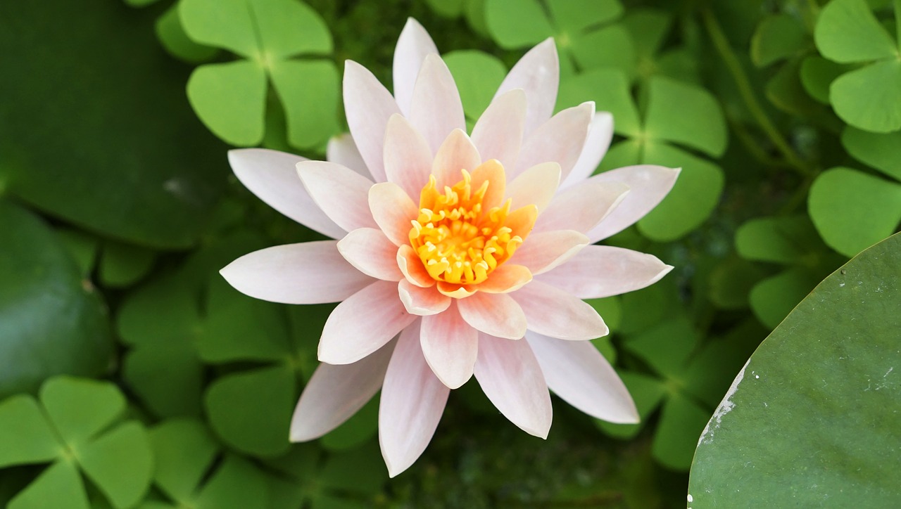 water lily  lily  flower free photo