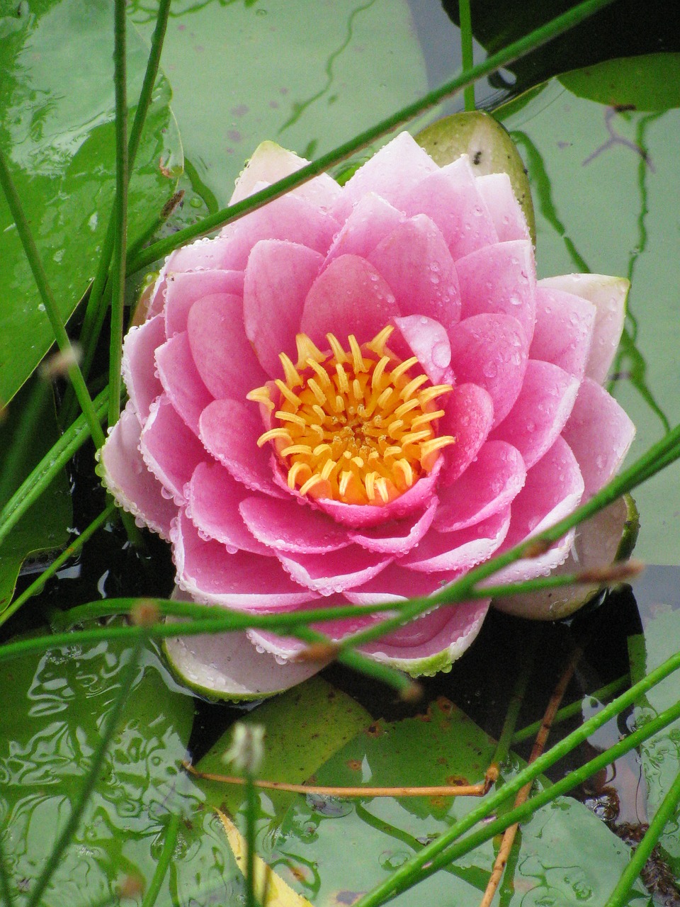 water lily  pond  blossom free photo