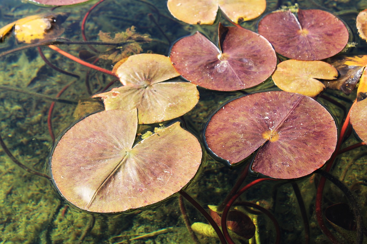 water lily  pond  leaves free photo