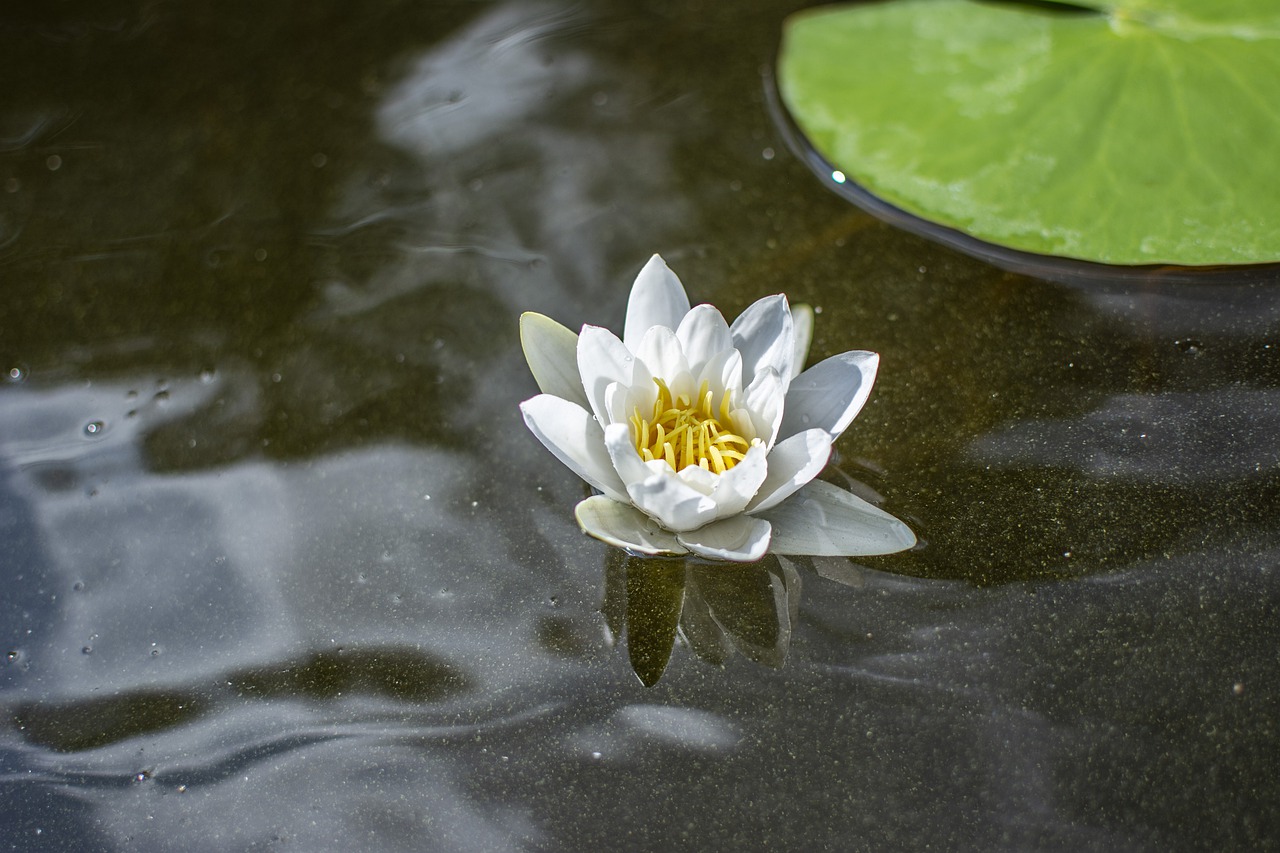 water lily  water  summer free photo