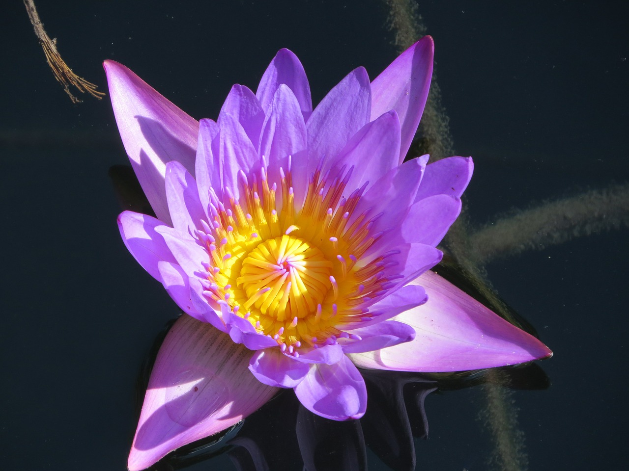 water lily water plant free photo