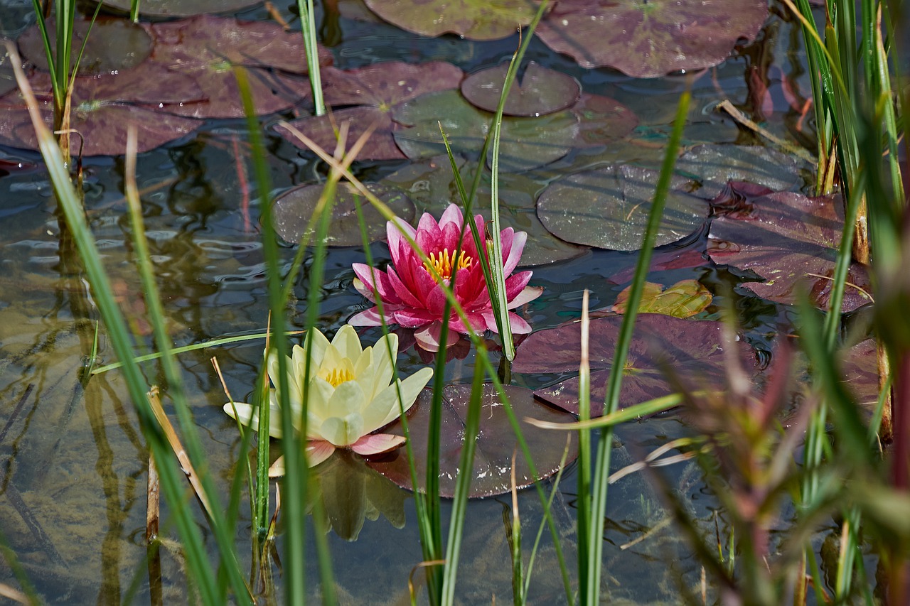 water lily  flower  pond free photo