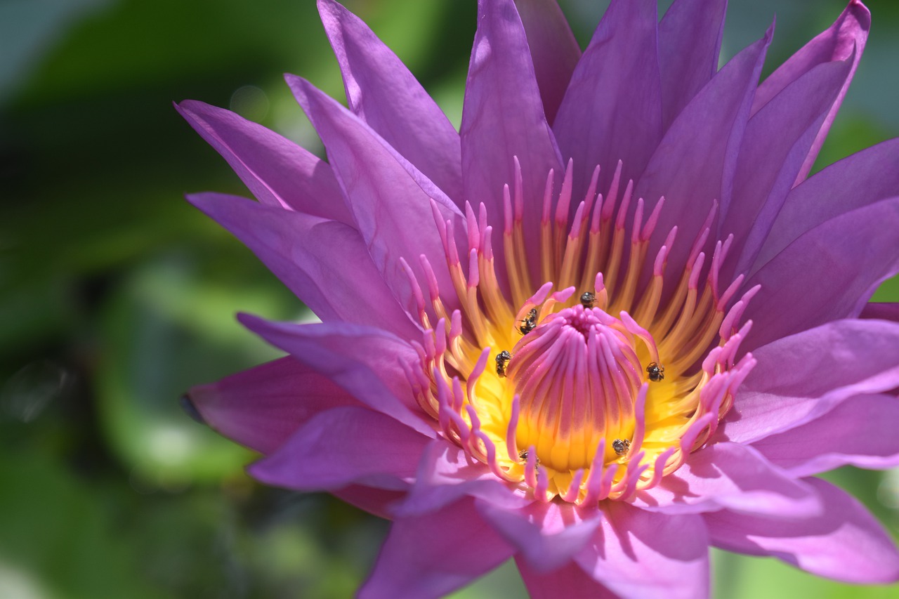 water lily  water lily pollinated  plant free photo