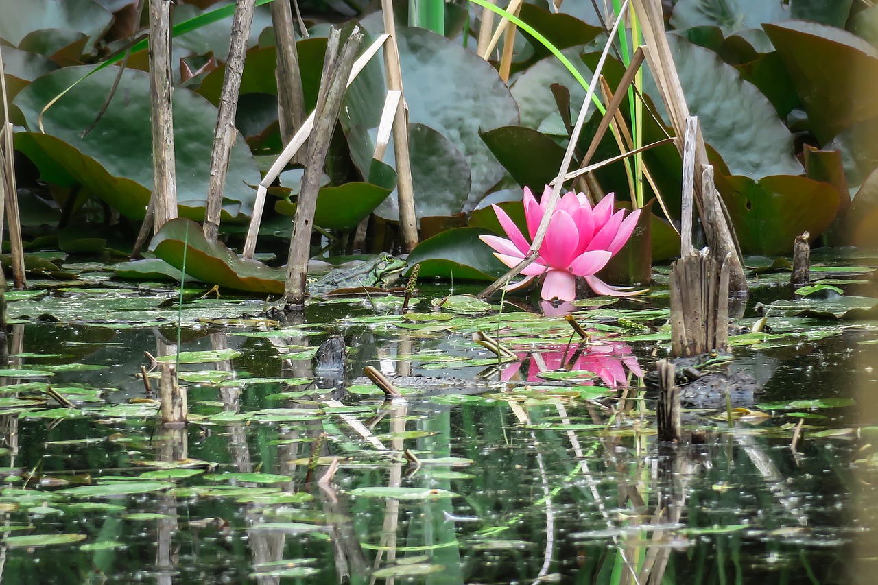 water lily  frog  blossom free photo