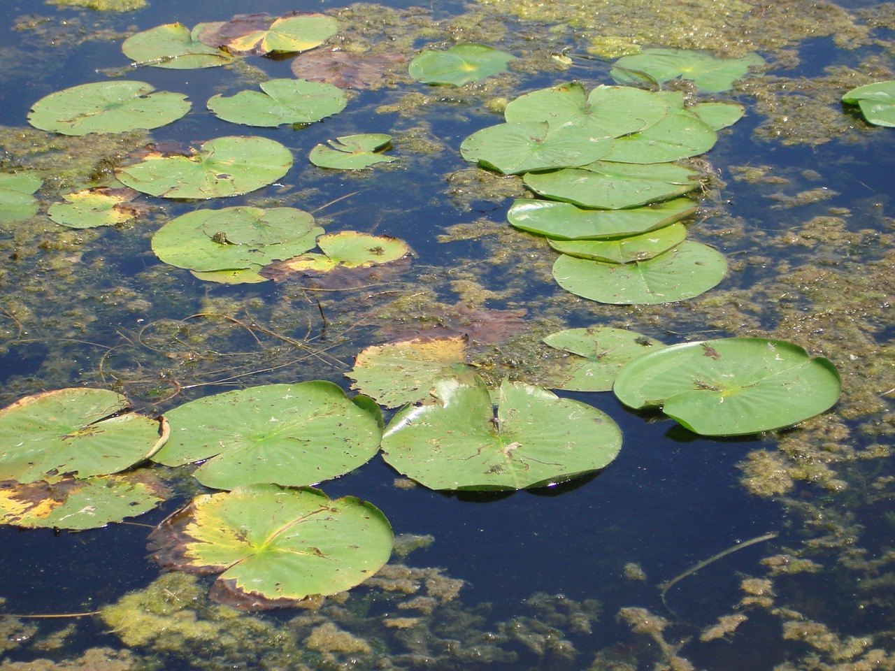 water lily leaves pond free photo