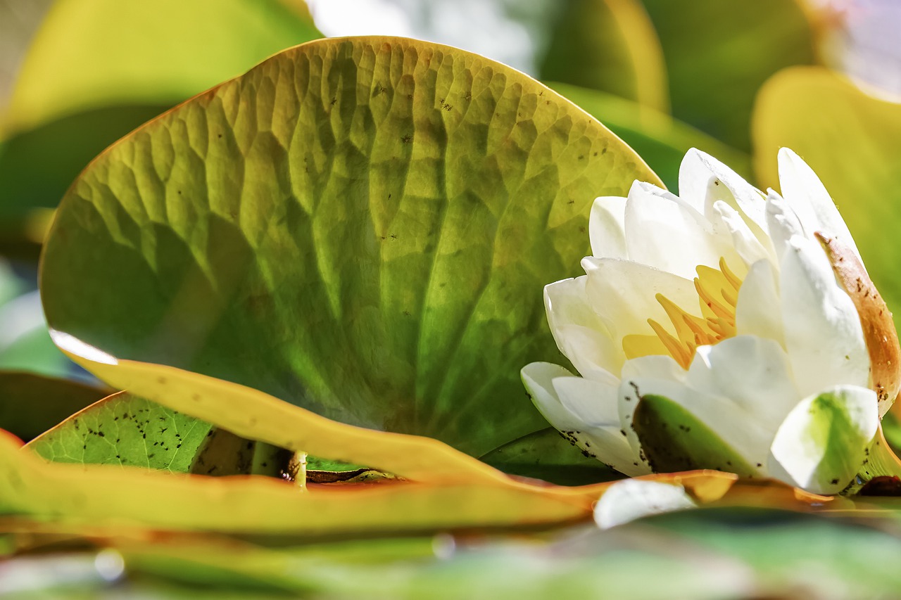 water lily  flower  blossom free photo