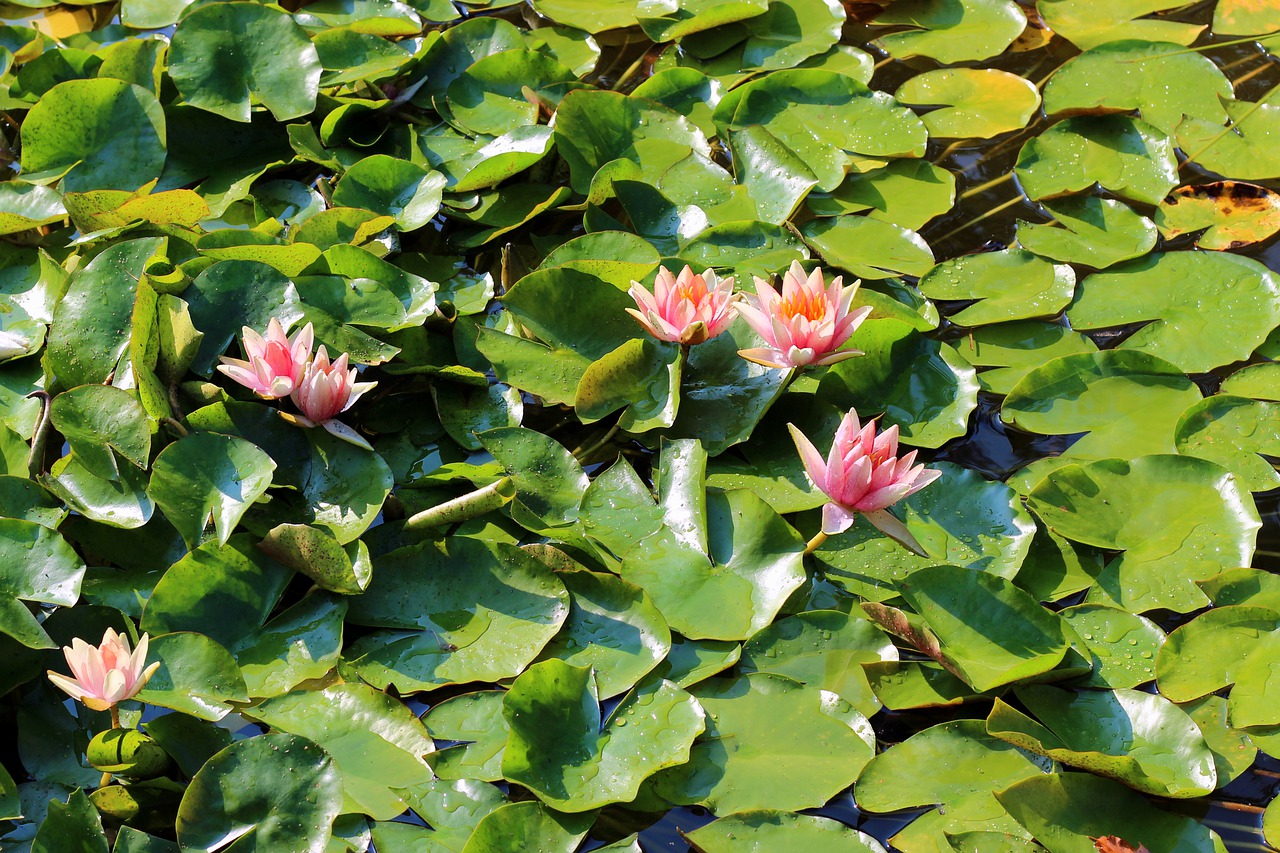 water lily  lily  pond free photo