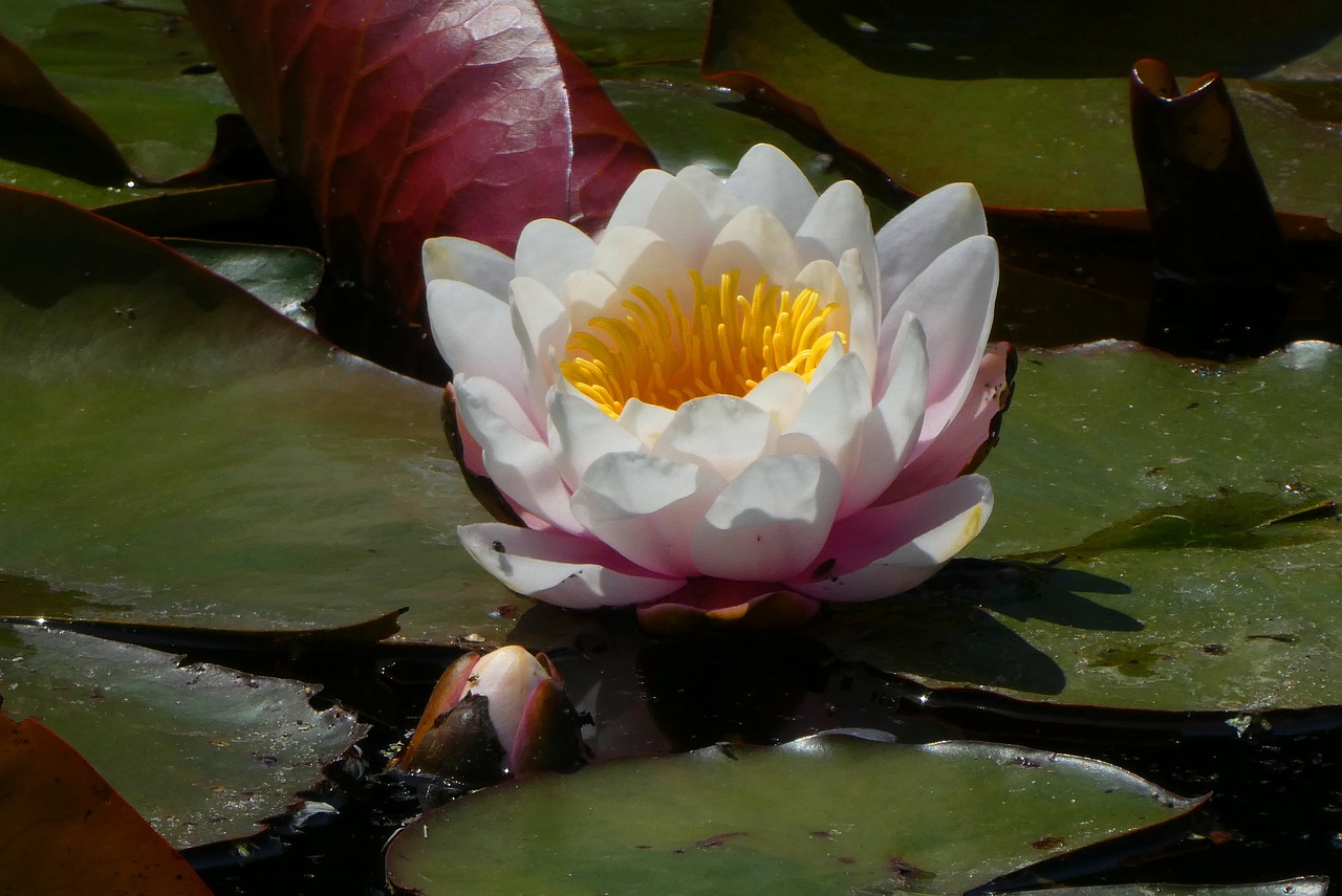 water lily  ditch  flower free photo