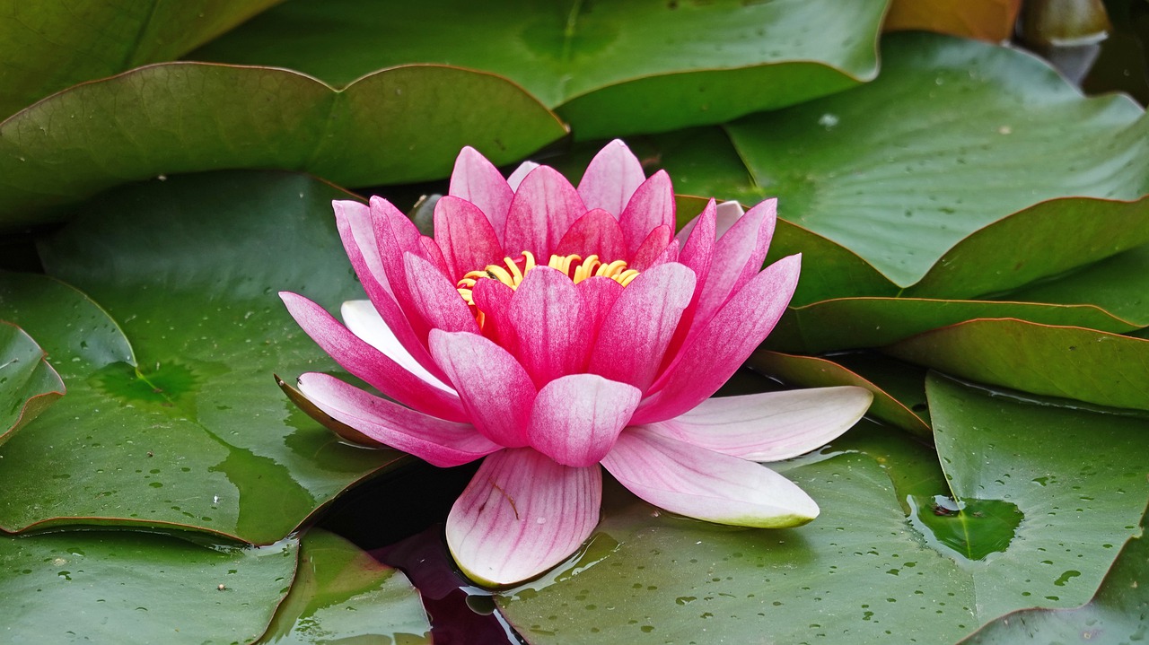 water lily  pond  water plant free photo