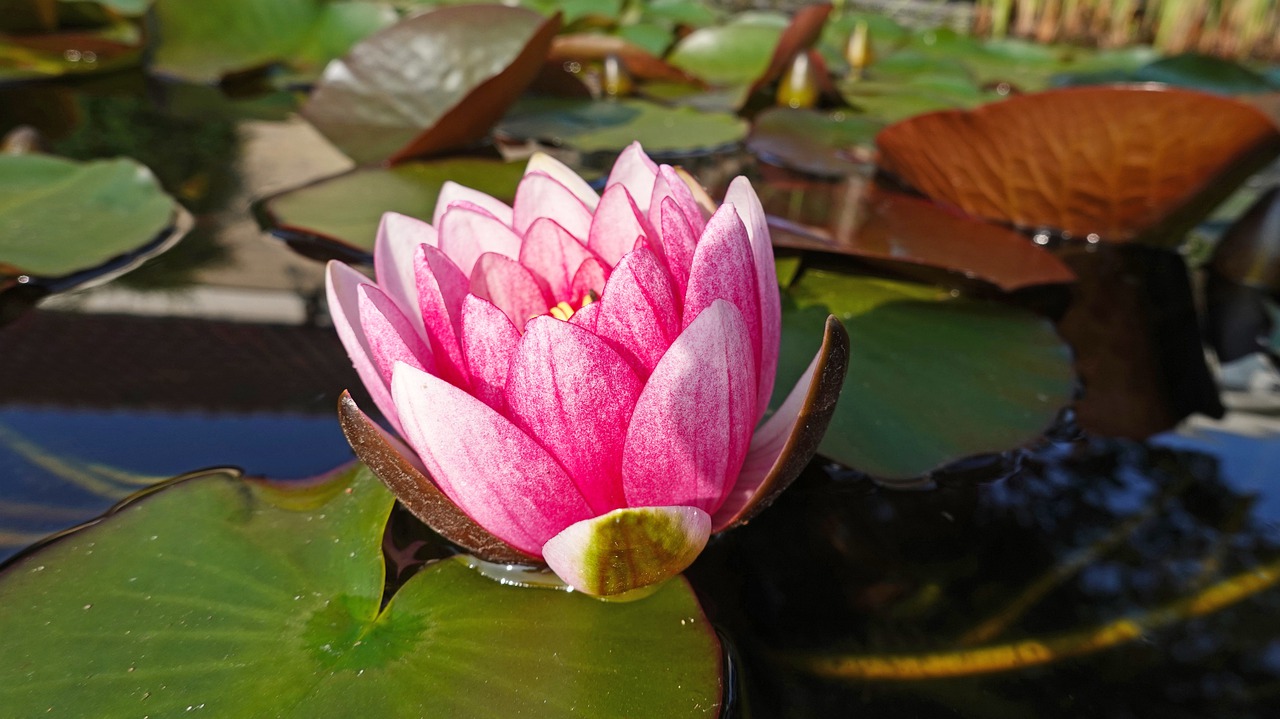 water lily  pond  water plant free photo