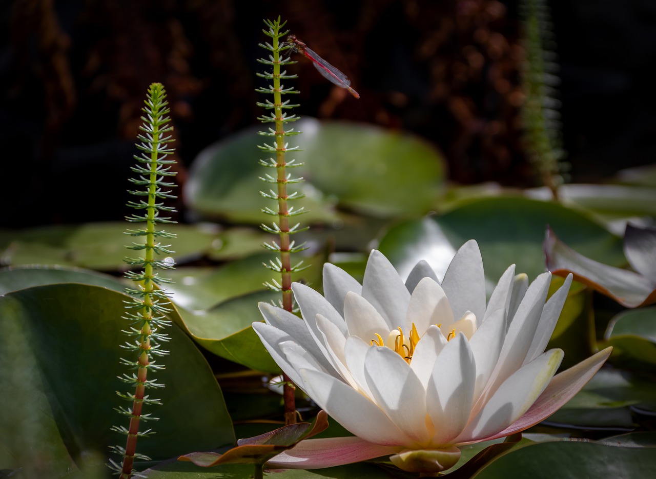 water lily  pond  fir fronds free photo