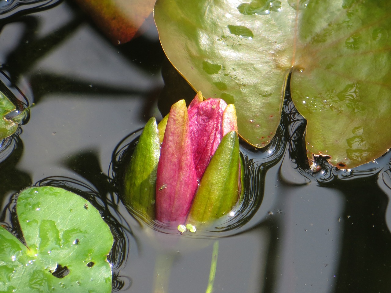 water lily pond bud free photo