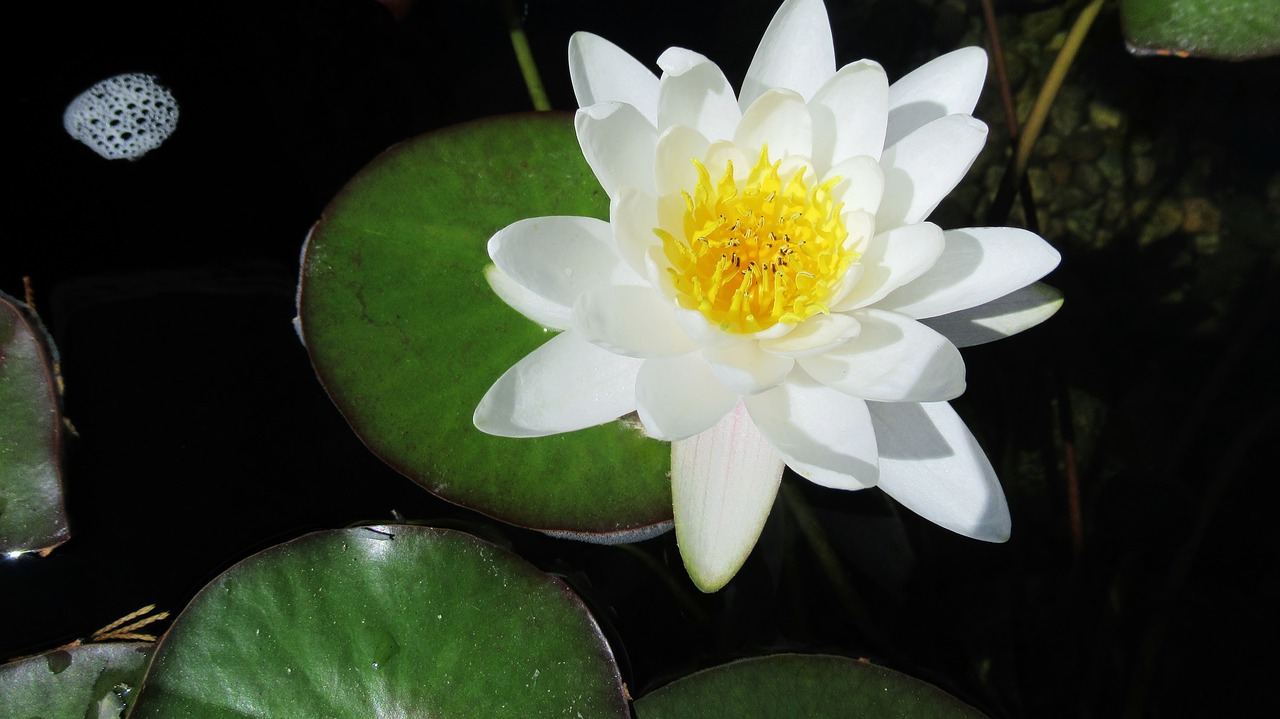 water lily  white  lotus free photo