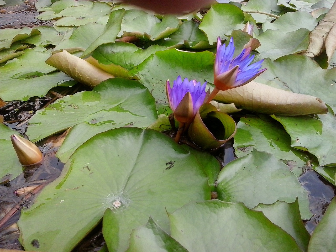 water lily lily purple free photo