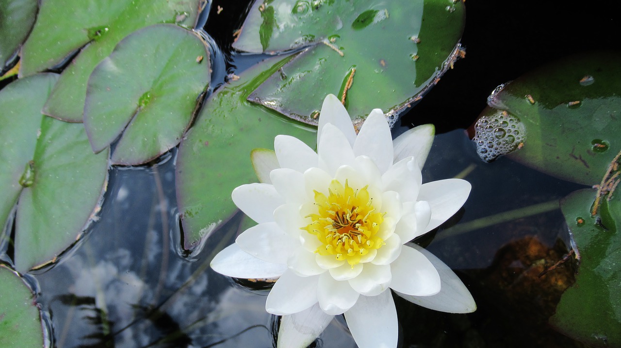 water lily  white  flower free photo