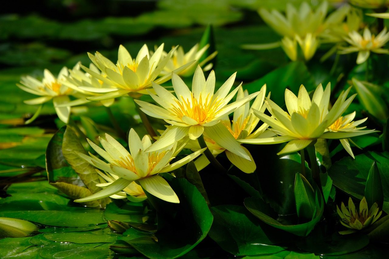 water lily  yellow  nature free photo