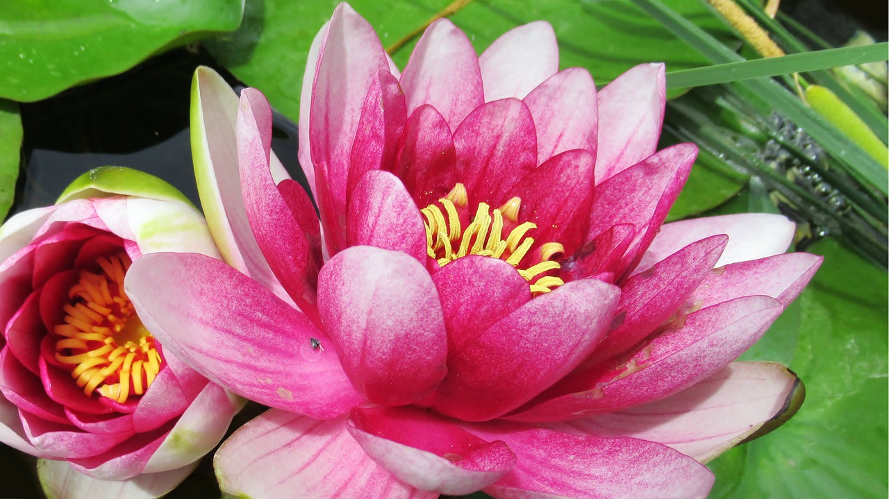 water lily  pink  lotus free photo