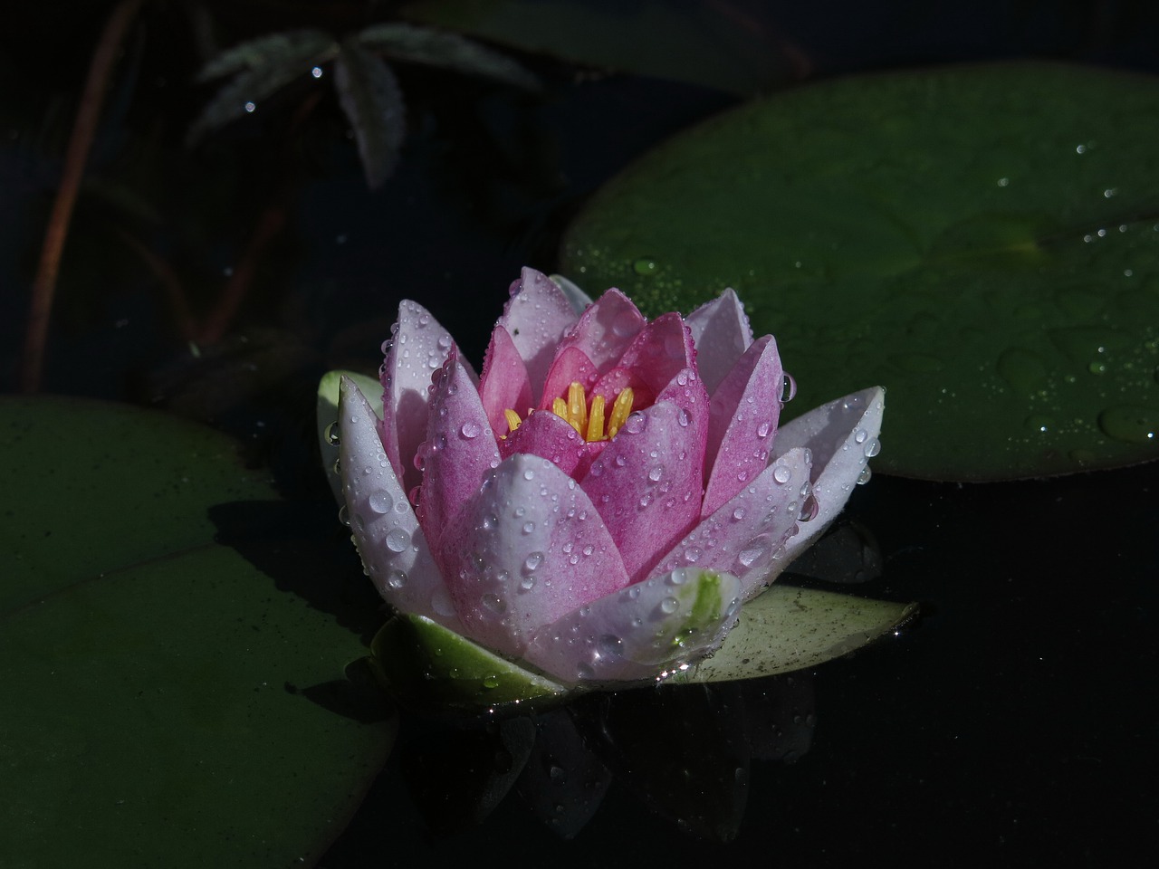 water lily  pink  flower free photo