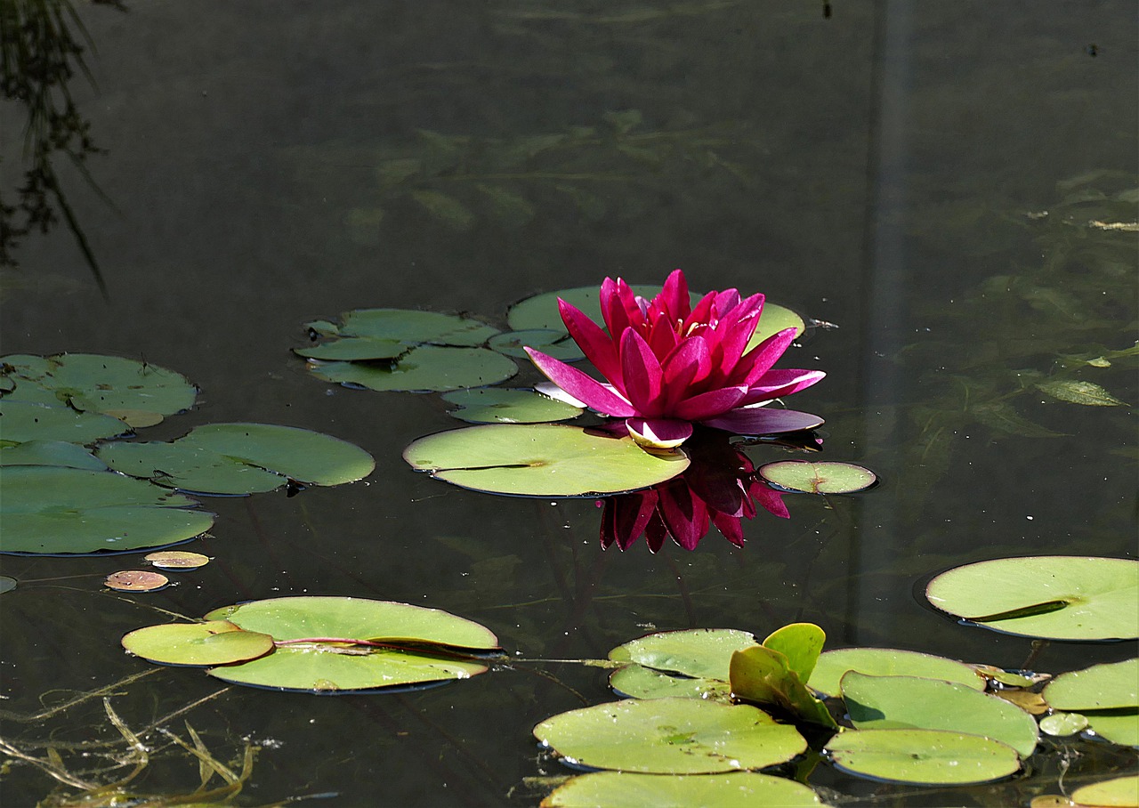 water lily  nuphar lutea  blossom free photo