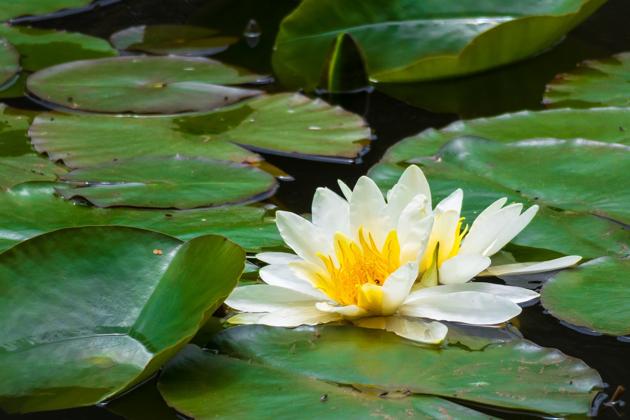 water lily  blossom  bloom free photo